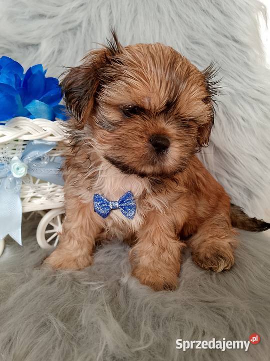 Gotowy do odbioru piesek rasy ShihTzu