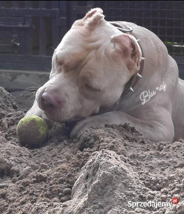 Amstaff LILIOWY PRZEBADANY Jedyny taki Dęblin sprzedam