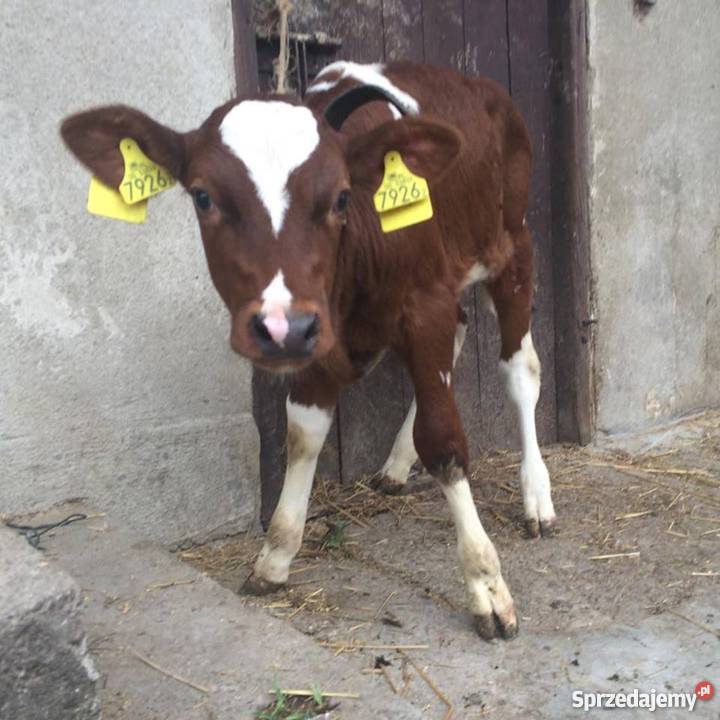 sprzedam cieliczkę ciele cielaki krowie Wadowice sprzedam
