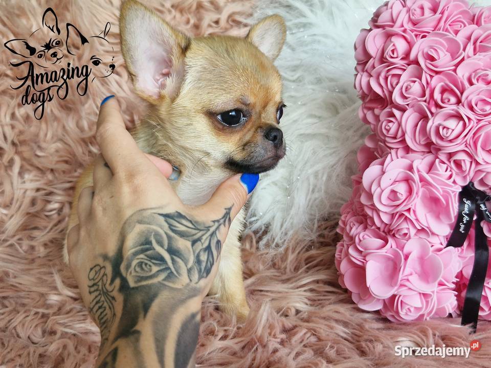 Śliczny chłopiec chihuahua Chihuahua Głogów sprzedam