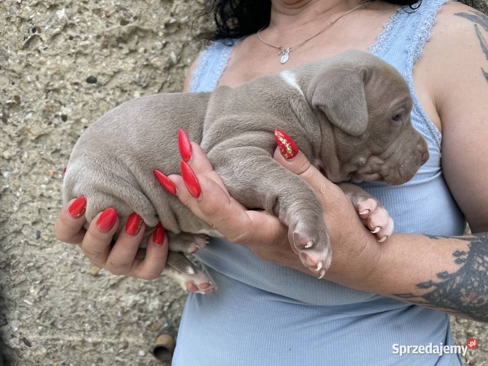 Amerykański Pit Bull Terrier szczenięta opolskie Opole