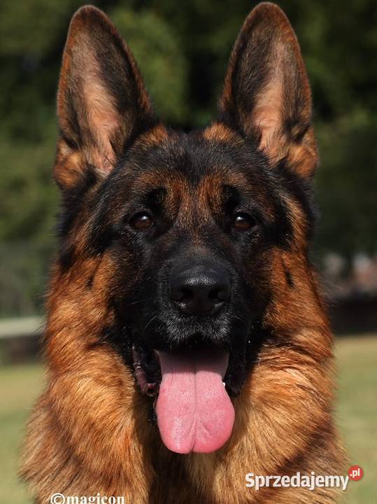 Owczarek Niemiecki krótkowłosy piesek FCI Częstochowa