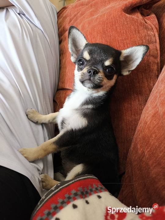 Szczenięta Chihuahua FCI Wwy Chihuahua Duży Dół