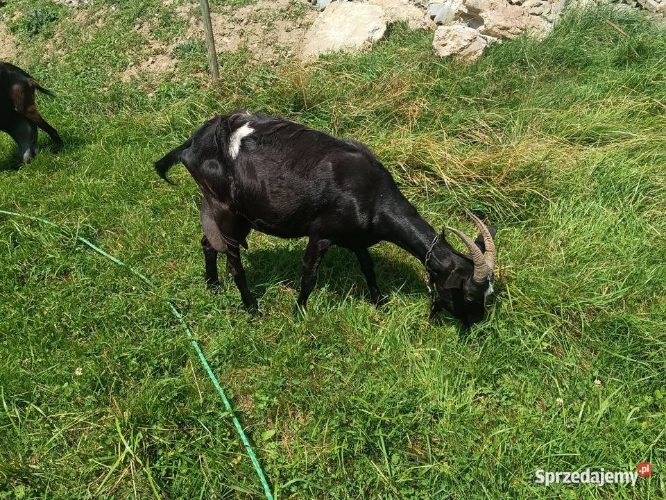 Sprzedam kozę 3letnią Kozy małopolskie Kuków