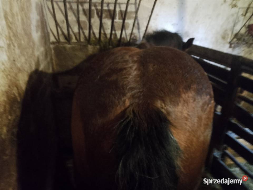Sprzedam źrebówke mazowieckie Zielona