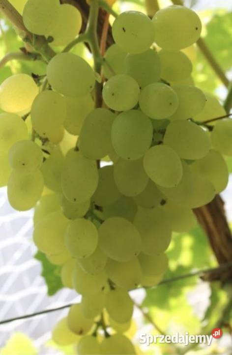 Winorośl Kiszmisz BU Duży beznasienny winogron Łazy Brzyńskie