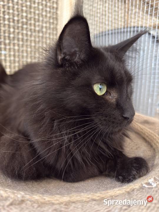 Kotka Maine coon Poznań