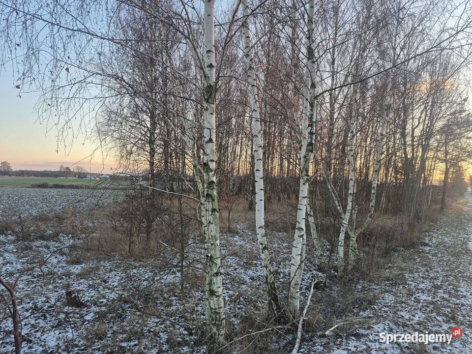 Ziemia rolna Stara Błotnica