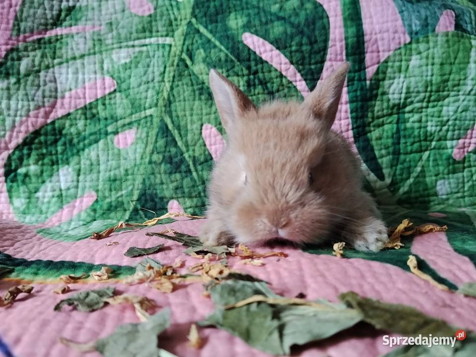 Króliki miniaturki