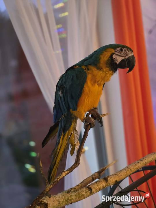 Ara Ararauna samiczka klatka Steklno
