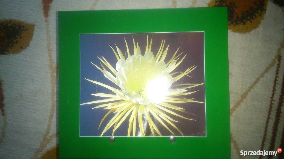 Kwiaty w moim domu przyroda, krajobrazy śląskie