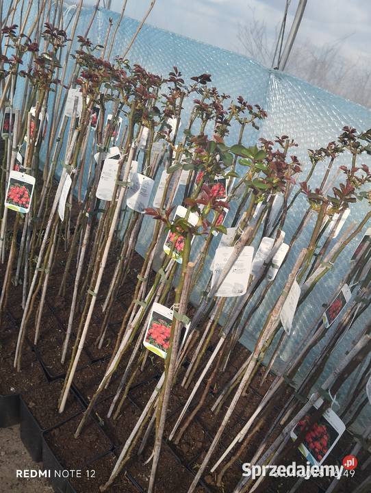 Róża sztamowa Nowy Pożóg