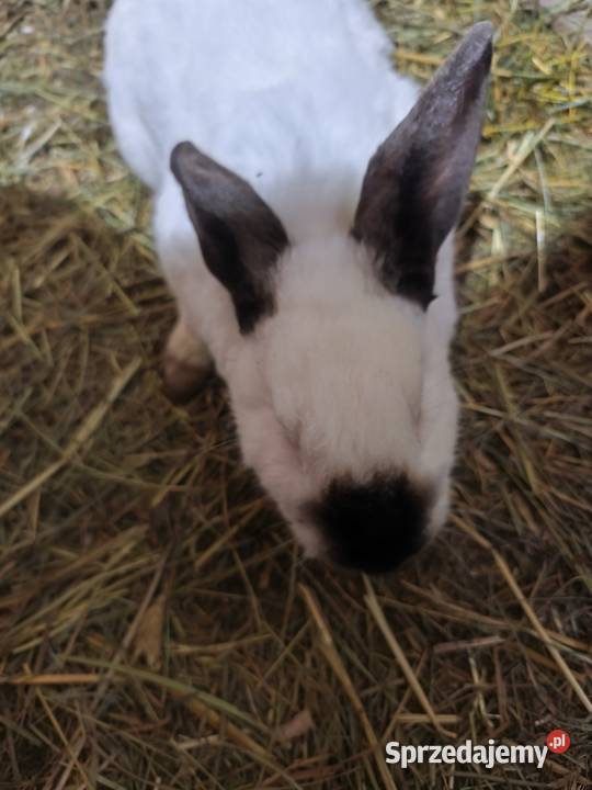 Króliki Różne Rasy Samiczki i samczyki Jasieniec