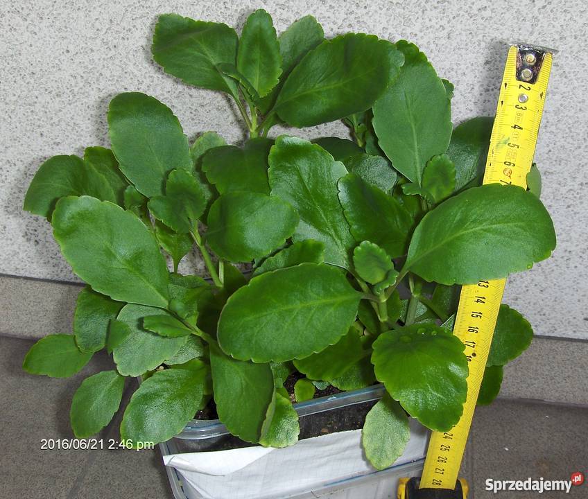 Żyworódka PINNATA kalanchoe LECZNICZA Skawina sprzedam