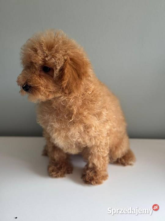 Cavapoo F1b pudel cavalier Rybnik