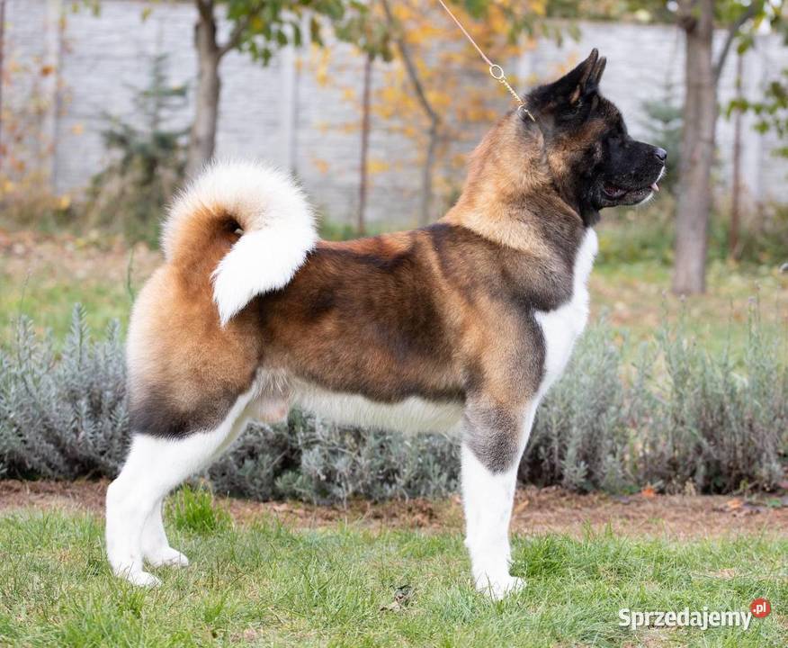 Szczenięta rasy American Akita