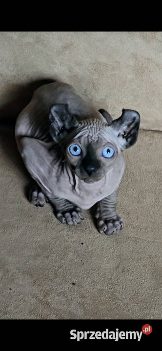 Gotowy do odbioru Sfinks POINT SPH SPHYNX SFINX Sfinks dolnośląskie
