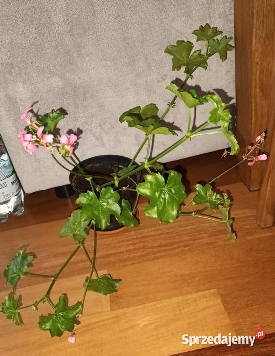 Duża pelargonia bluszczolistna kwitnąca Warszawa