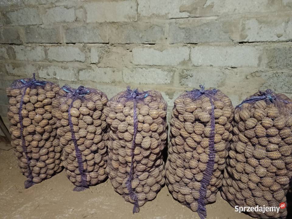 Ziemniaki sadzeniaki śląskie Witów