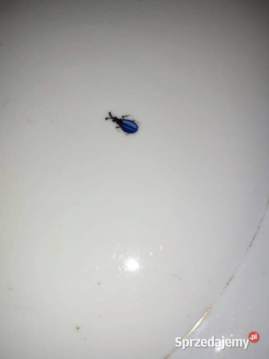 Pateratalerz sygnowana Korzec Białystok