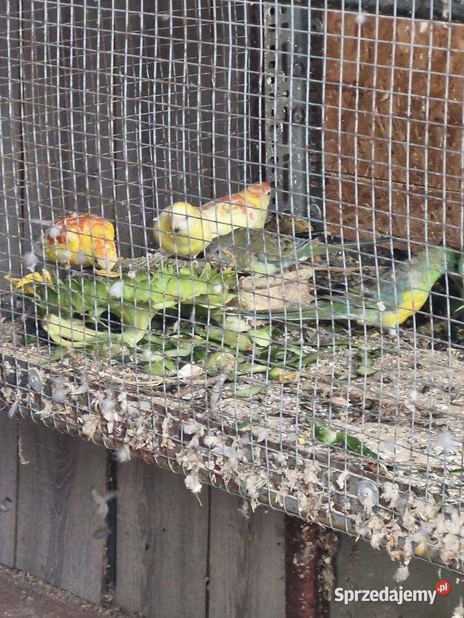 Świergotki papugi Włoszczowice