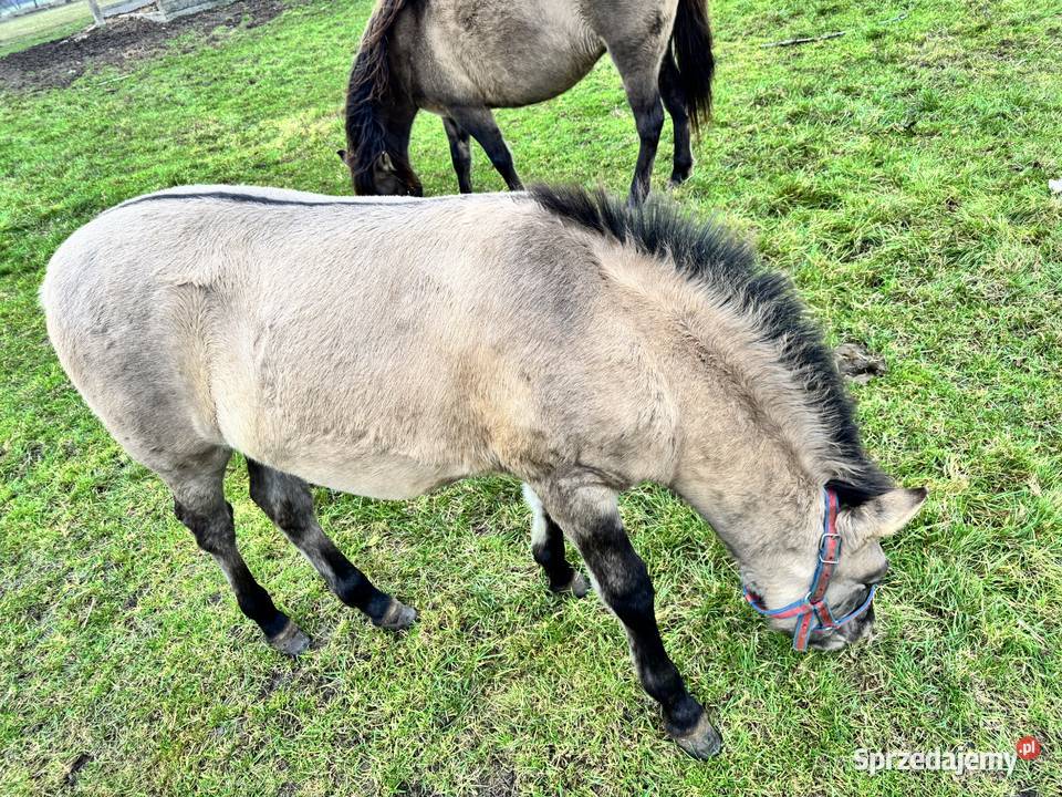Konik Polski ogier źrebak odsadek Strzegowo