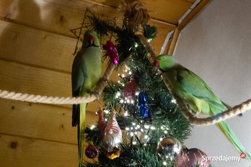 aleksandretta obrożna samiec małopolskie Koszyce Wielkie