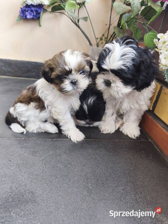 Szczenięta shih tzu Radzymin
