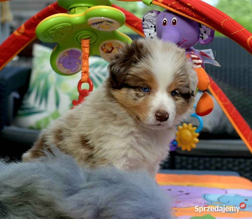 Border Collie FCI zapowiedz 2026 Drawno