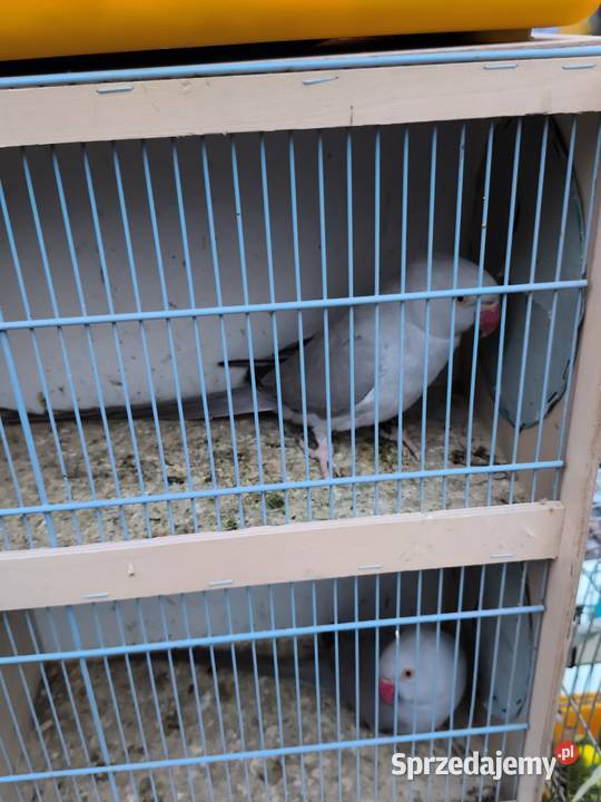 Aleksandrety obrozne Wrocław