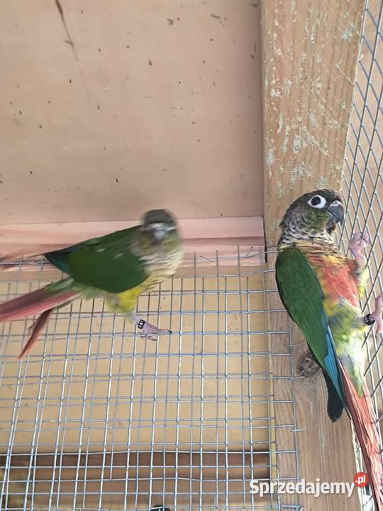 Rudosterki zielonolice opalin