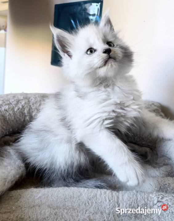 Maine Coon kocurek importach Wińsko