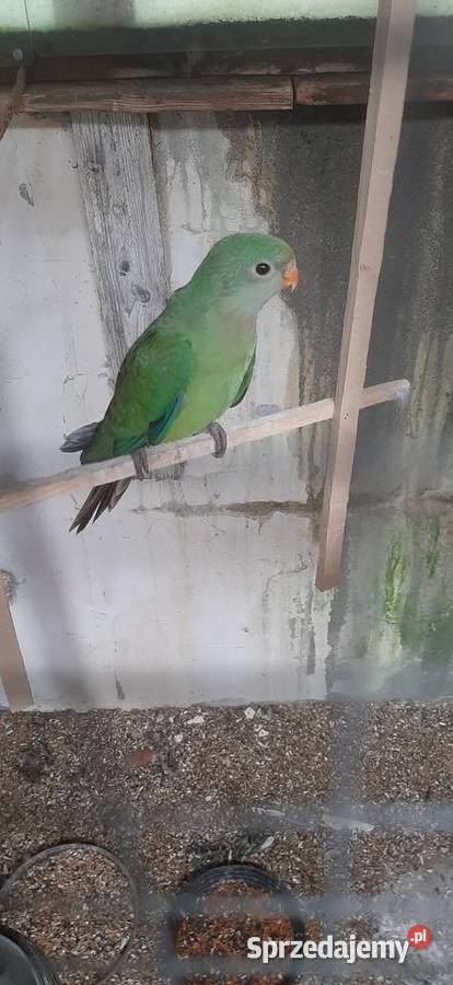 Papugi ze zdjęcia Świebodzin sprzedam