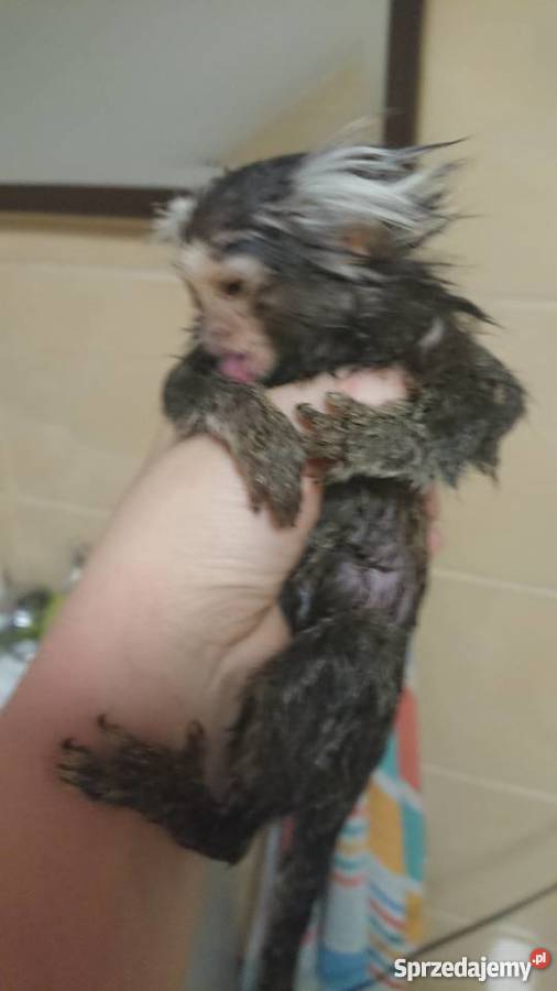 Małpka marmozeta białoucha Grajewo