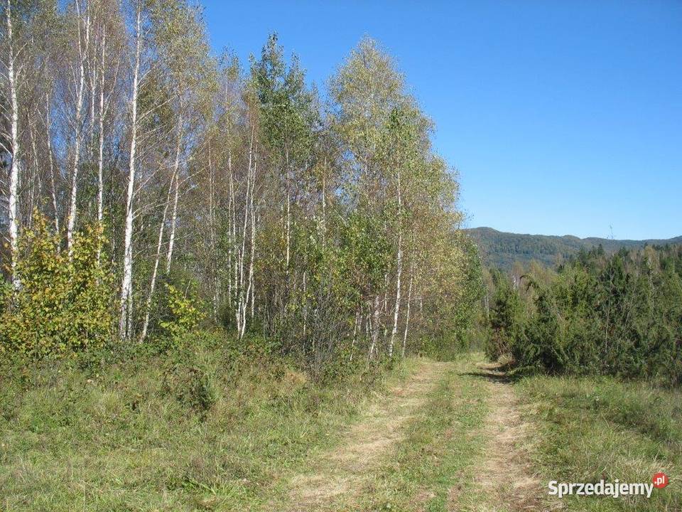 Piękna działka leśna Bieszczady Strzebowiska sprzedam