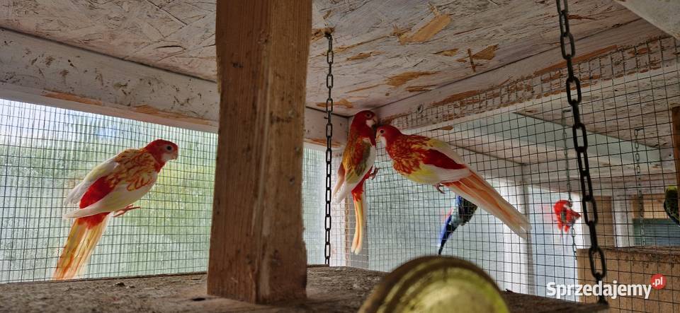 Rozelle Bialolice rubino Kórnik