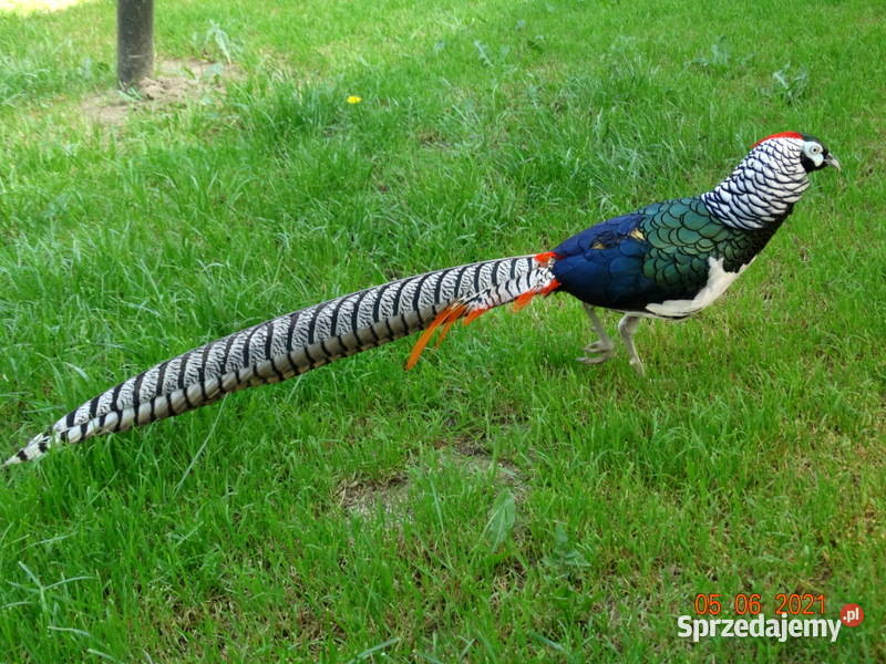 Sprzedam Bażanty Diamentowe z 2022r Bażant Samce Ptaki Gostyń