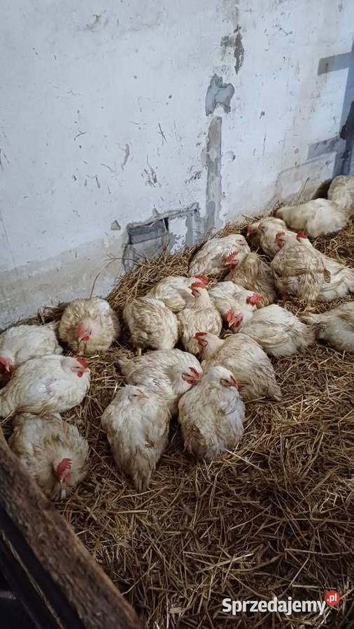 Brojlery Tuszki eko Tarnobrzeg