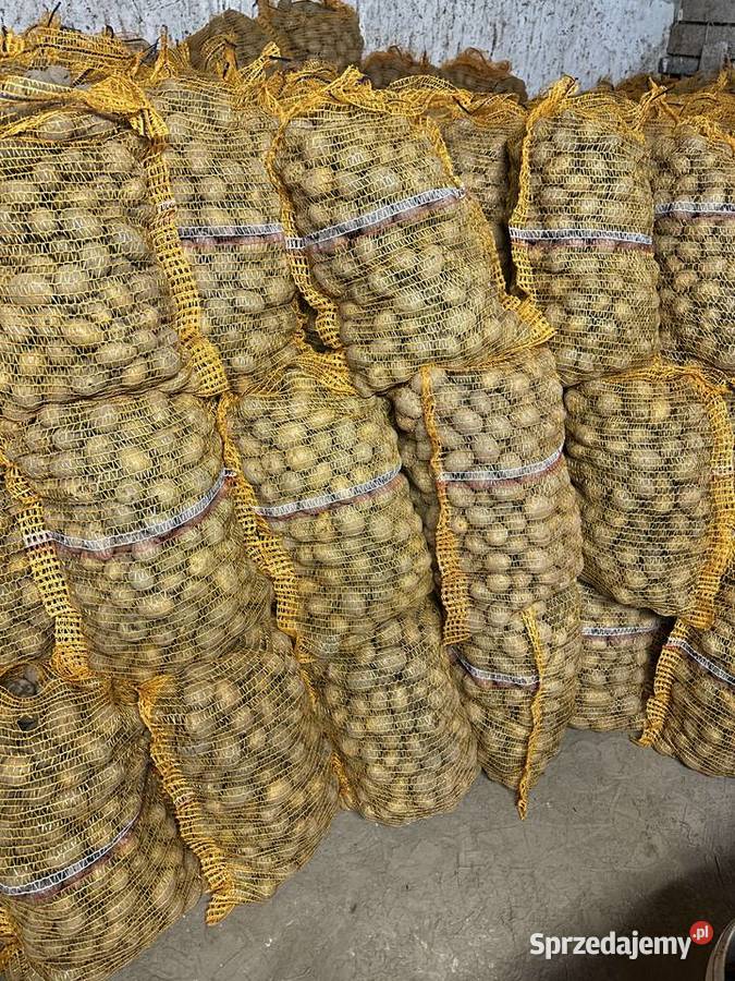 ziemniaki soraya wielkość sadzeniaka 3545 Skała