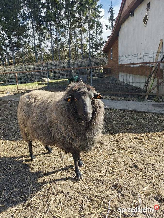 Baran wrzosówka zachodniopomorskie Witkowo Drugie