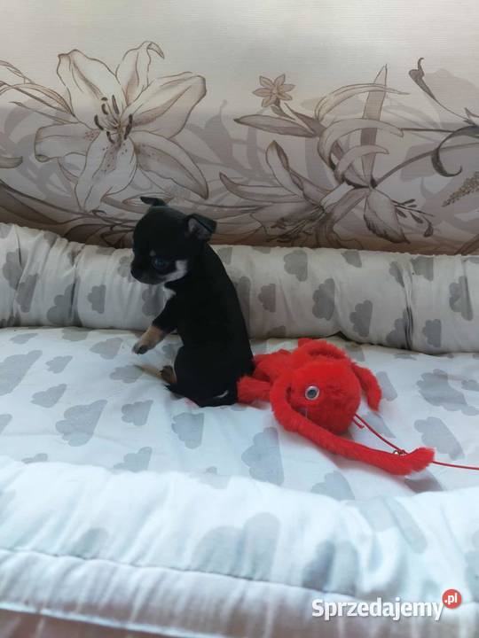 Suczki chihuahua