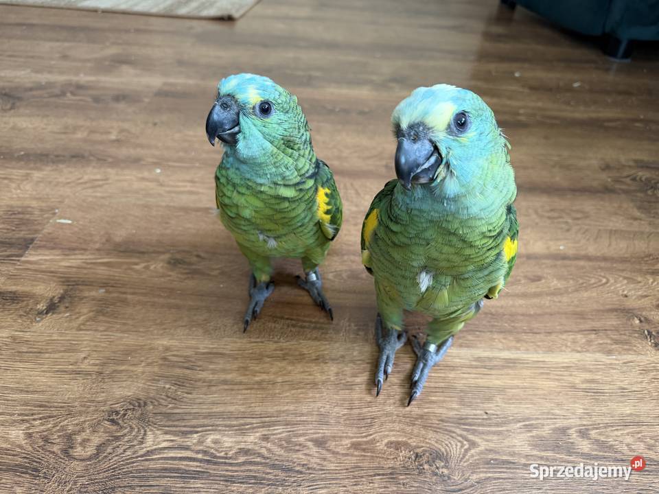 Amazonki sprzedam sprzedam