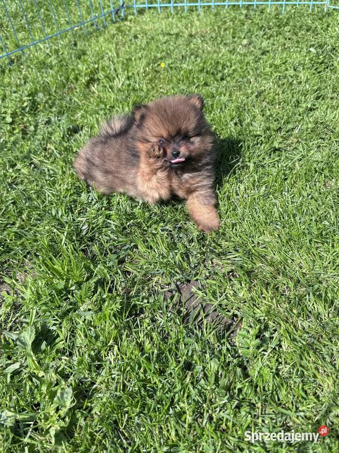rzepiękne Szczenięta Pomeranian Szpic Pruszcz Gdański sprzedam