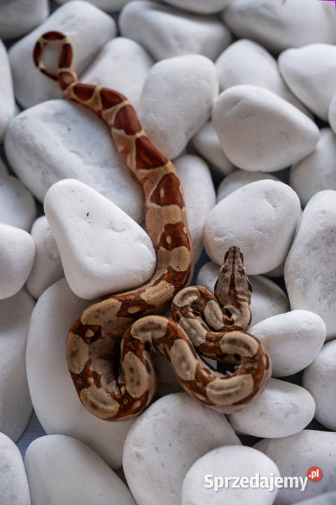 Boa hypo het albino kahl het anery t1 poss het Poznań sprzedam