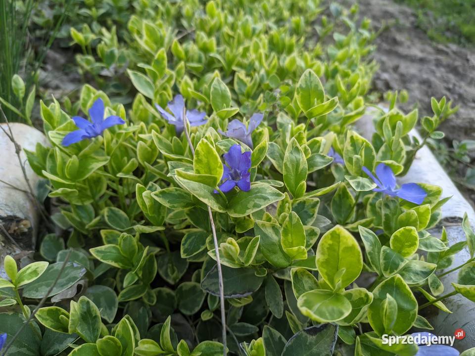 Barwinek Variegata Lublin sprzedam