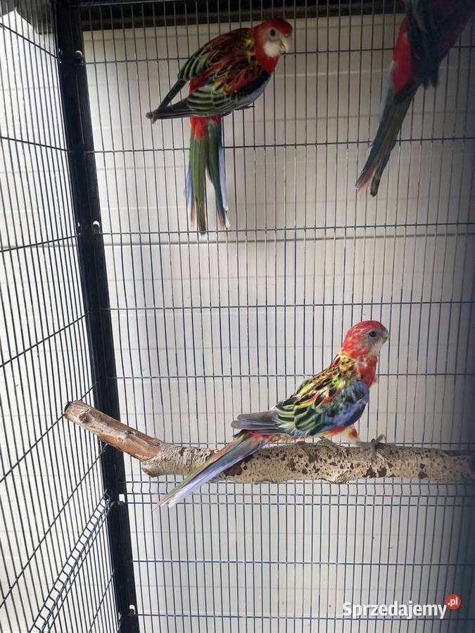 Rozelle Białolice Opolskie opolskie Dobrodzień sprzedam