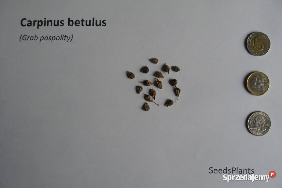 GRAB POSPOLITY Carpinus betulus NASIONA 150 Lubanie