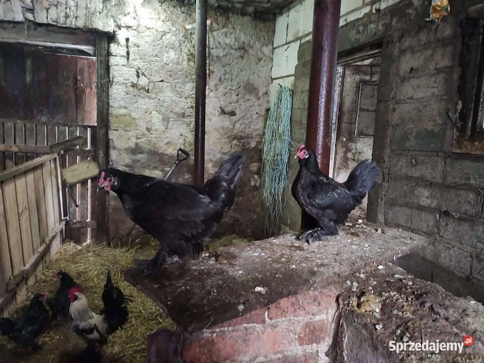 Karzełek łapciaty liliputek brodacz Wierzchowiska Drugie