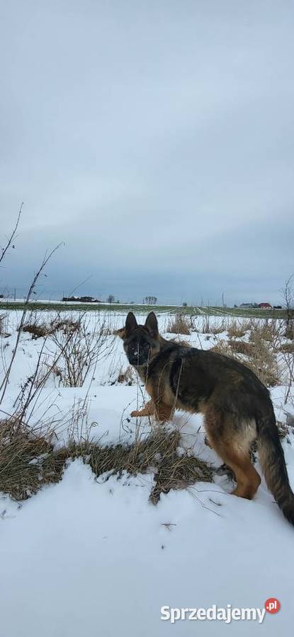 Szczeniaki owczarka niemieckiego Wronki