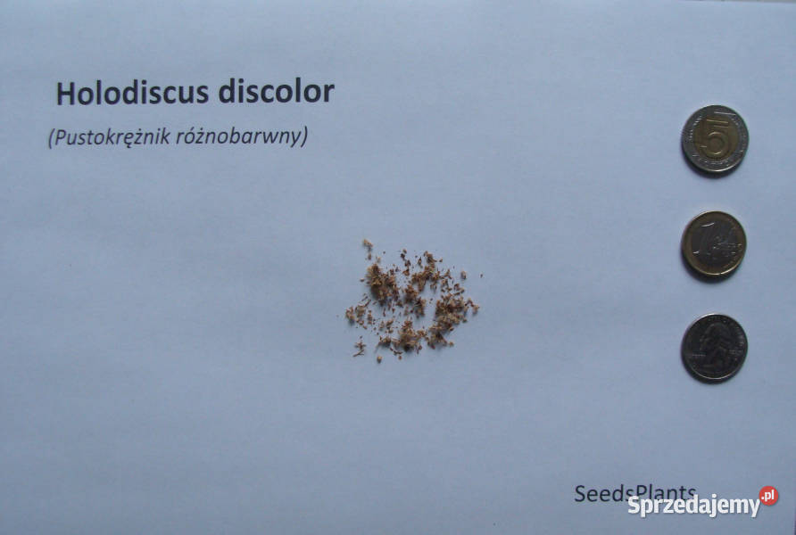 PUSTOKRĘŻNIK RÓŻNOBARWNY Holodiscus discolor
